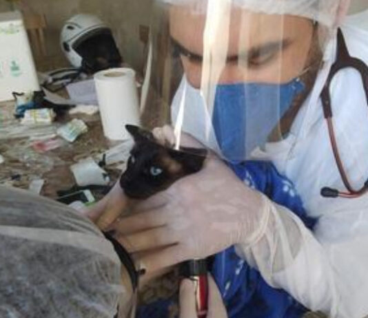 Confirmado o primeiro caso de gata infectada com Covid-19 no estado de São Paulo
