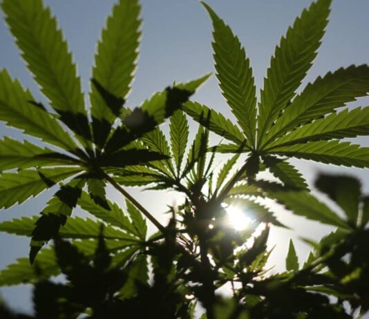 Marchas da Maconha apresentam Encontro de Mulheres Antiproibicionistas para celebrar 8 de março