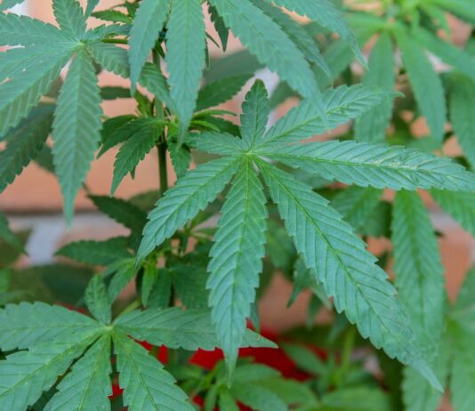 Juiz de Santos absolve homem flagrado com cigarro de maconha e critica criminalização