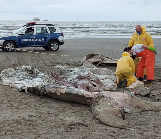 Baleia jubarte de sete metros aparece morta na Praia do Gonzaga, em Santos