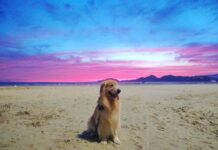 Aprovado em segunda votação projeto que libera cachorros na praia de Santos