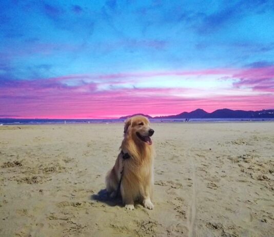 Aprovado em segunda votação projeto que libera cachorros na praia de Santos