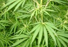 Parlamentares da Argentina querem criar empresa pública de cannabis medicinal