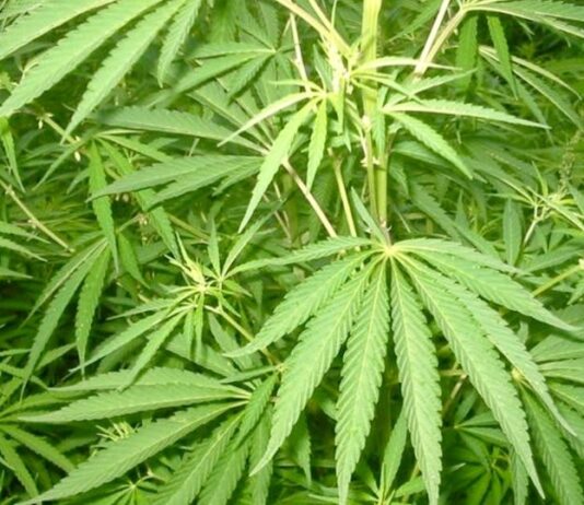 Parlamentares da Argentina querem criar empresa pública de cannabis medicinal