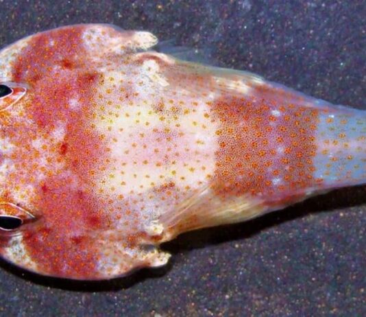 Nova espécie de peixe é descoberta em arquipélago brasileiro e emociona pesquisadores