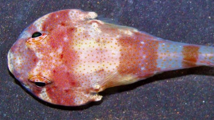 Peixe