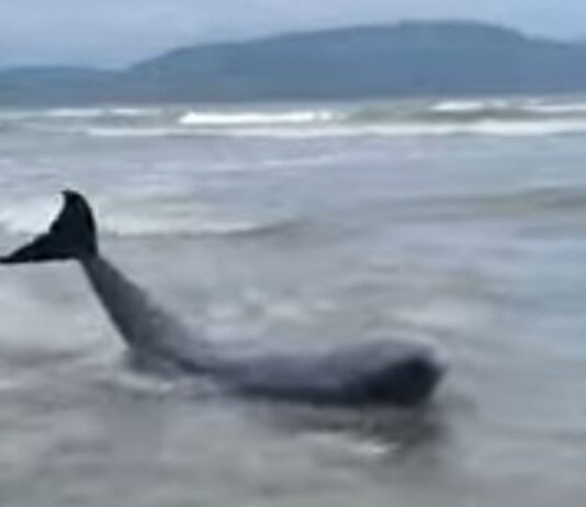 Animal marinho misterioso que apareceu na praia do José Menino não é um tubarão